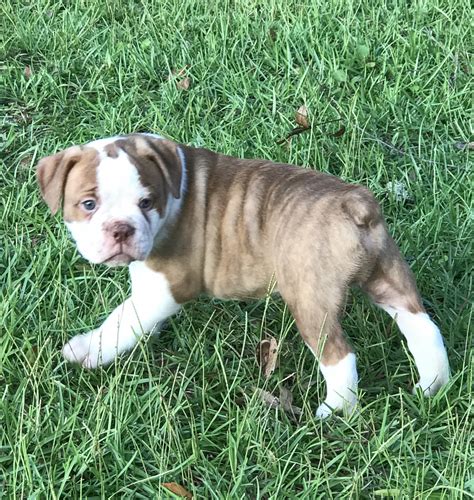 Olde English Bulldogge Puppies For Sale | Ocala, FL #282980