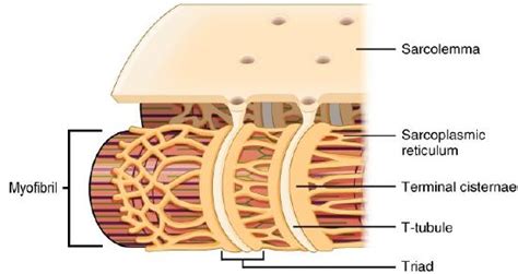 9.3: Skeletal Muscle - Medicine LibreTexts