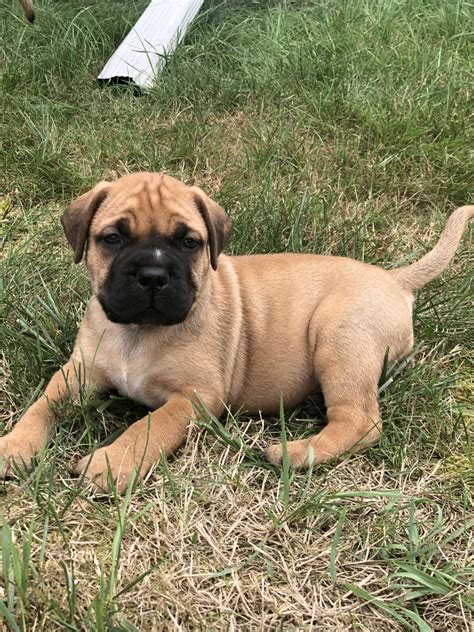 Bullmastiff Puppies For Sale | East Bridgewater, MA #306920