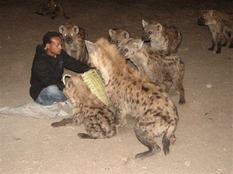 The Nomadic Hyena Handlers Of Nigeria(Amazing Pictures) - Culture (4 ...