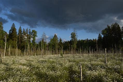 “A Land of Forests and Swamp.” The image of Lithuania in Medieval ...