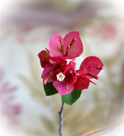 Flor - Trinitaria Bougainvillea | Planting flowers, Plants, Tree