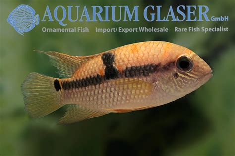 Aequidens superomaculatum - Aquarium Glaser GmbH