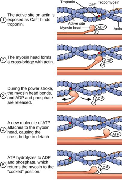 Ultrastructure of Muscle - Skeletal - Sliding Filament - TeachMeAnatomy