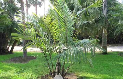 Top 17 Small or Dwarf Palm Trees with Identification Guide (Pictures)