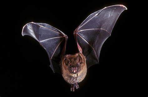 5 Surprising Facts About Bats | Britannica