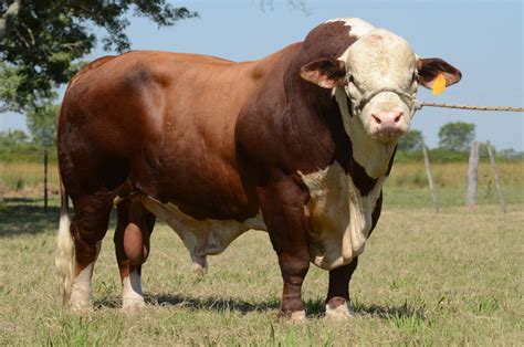 Bull Photo Wallpaper Photography by socomuser1 on DeviantArt | Hereford cows, Cattle, Hereford ...