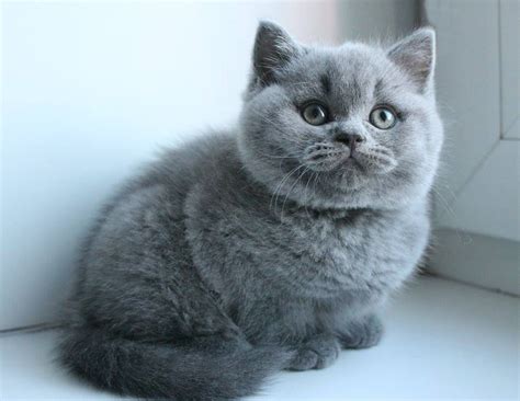 #PersianCat | Cute cats, British shorthair cats, British shorthair kittens