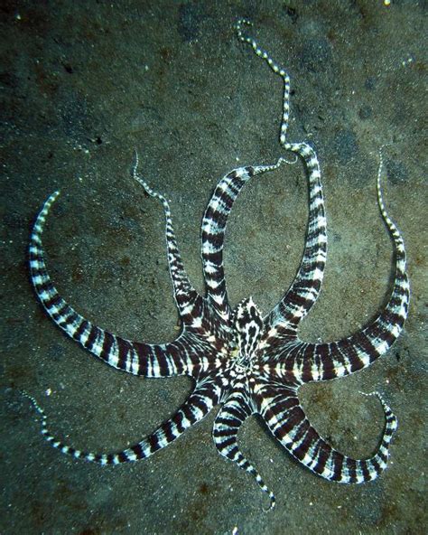 6 Amazing Cephalopods You Didn't Know Exist - Oceanic Society