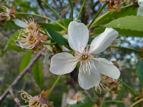 White flower of fruit tree stock image. Image of april - 91919565