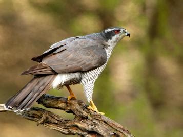 A guide to British birds of prey | Love The Garden