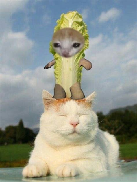 Cabbage-1 in 2022 | Pretty cats, Cute cats, Cat memes