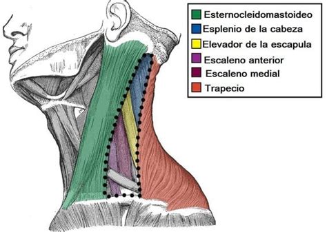 Triángulo posterior del cuello (bordes, contenido)