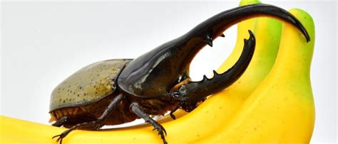 Hercules Beetle - A-Z Animals