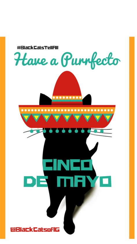 Spicy Cinco de Mayo Cats in Sombreros | Cat Wisdom 101