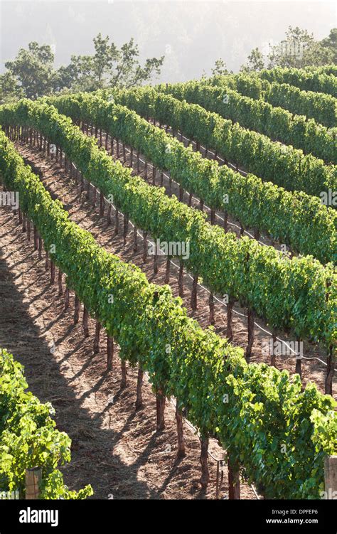 Vineyards on hillside hi-res stock photography and images - Alamy