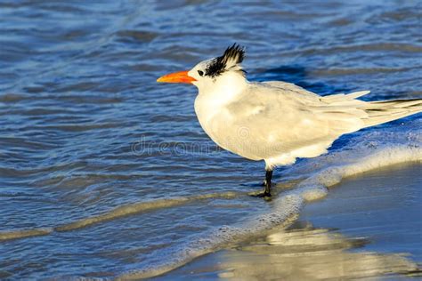 Royal Tern stock photo. Image of gull, sarasota, beach - 68986692