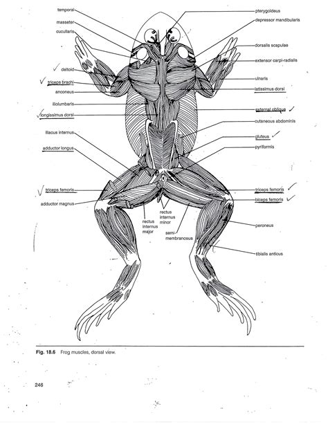 Frog Muscle Anatomy Muscular System Of The Frog Human Anatomy Diagram | Muscular system, Muscle ...