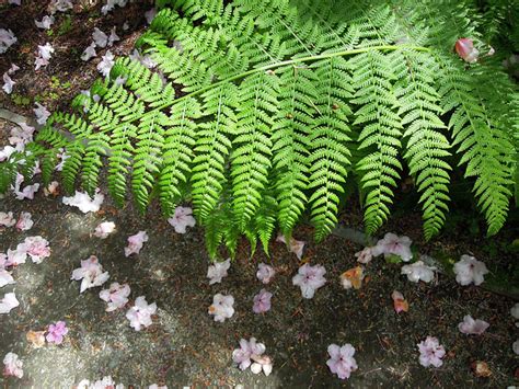 fern and petals | Flickr - Photo Sharing!