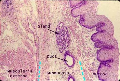 Histology at SIU