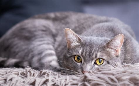 Top 30 Best Grey Male Cat Names - PupsToday