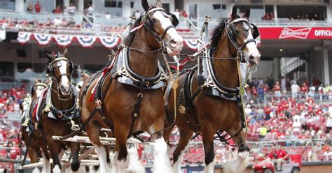Super Bowl 2018: Budweiser's Clydesdales get special online ad