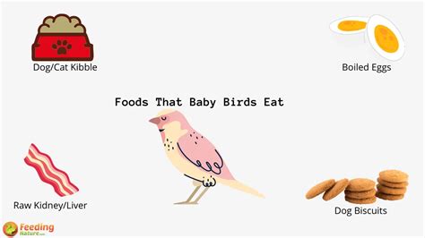 What Do Baby Birds Eat? - Feeding Nature