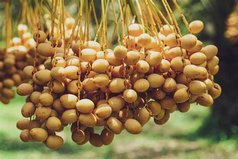 Date Palm Fruit Stock Photos, Images and Backgrounds for Free Download