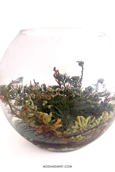 Rose of Jericho Care - How to Grow a Resurrection Plant