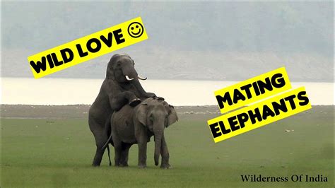 Elephant Mating - YouTube