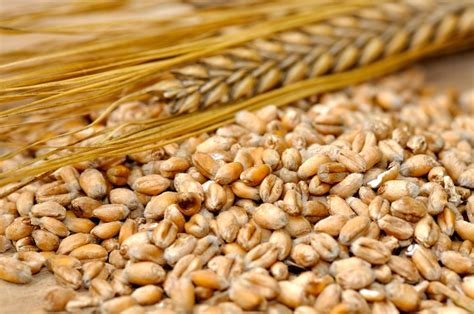 The wheat and the chaff - Country Guide