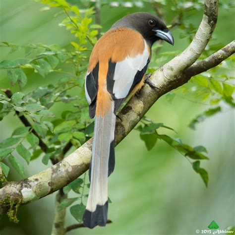 Rufous treepie - Alchetron, The Free Social Encyclopedia