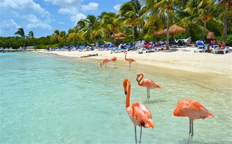 Hintergrundbilder : 1920x1200 px, Strand, Vögel, Flamingo, Insel, Sommer-, tropisch, Wasser ...