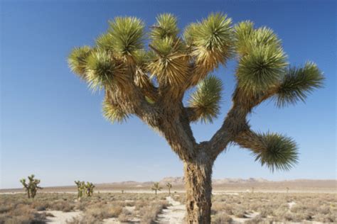 California Desert Animals & Desert Plants | Hunker