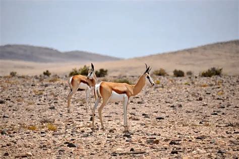 10 Interesting Facts About the Namib Desert - Excursion Safaris