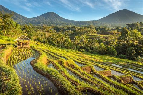 8 Best Bali Rice Terraces - Most Popular Places to See Rice Paddies in Bali - Go Guides