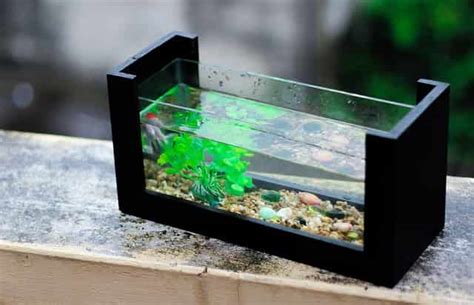 7 Tips for Shrimp and Fish Tank Location - Shrimp and Snail Breeder