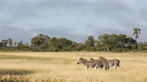 Exploring African Wildlife and Culture - Swain Destinations