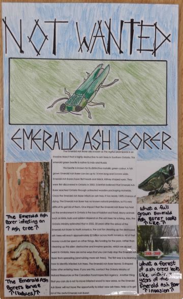 Invasive Species Not Wanted Poster Assignment - Bradley M. Marks B.Sc ...