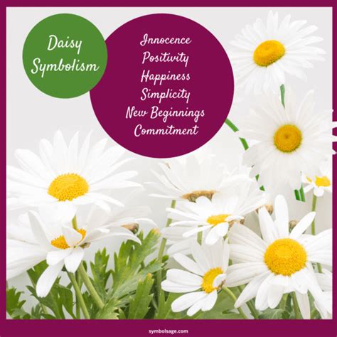 Daisy - Symbolism and Meaning - Symbol Sage