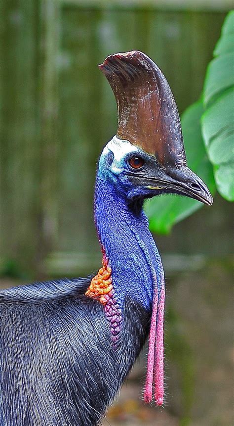 BunyipCo: Cassowary Update