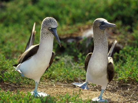 720P, Animal, Blue-Footed Booby, Bird, Birds HD Wallpaper