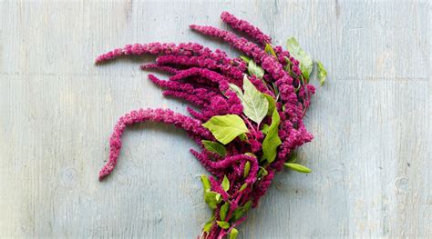 6 Gorgeous Amaranth Flowers