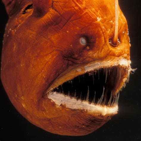 Angler Fish Facts For Kids - Unique Fish Photo