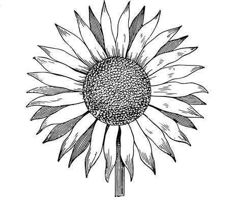 Printable Sunflower Black And White - Printable Word Searches