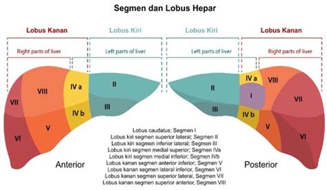 Patofisiologi Ruptur Hepar - Alomedika