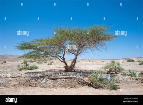 Sahara acacia tree acacia raddiana in an arid desert landscape Stock ...