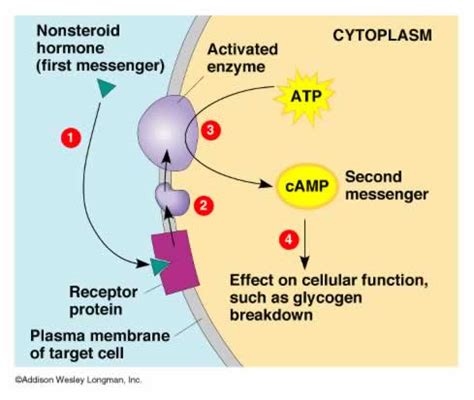 The Endocrine System: Function and Structure | Online Homework Help | SchoolWorkHelper