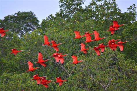 Flocks of Scarlet Ibis about to roost in the Caroni Swamp … | Flickr