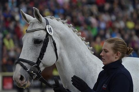 main and state stud marbach, stallion parade, rap, stallion, work at hand, young horse | Pikist